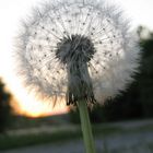 Pusteblume am Abend