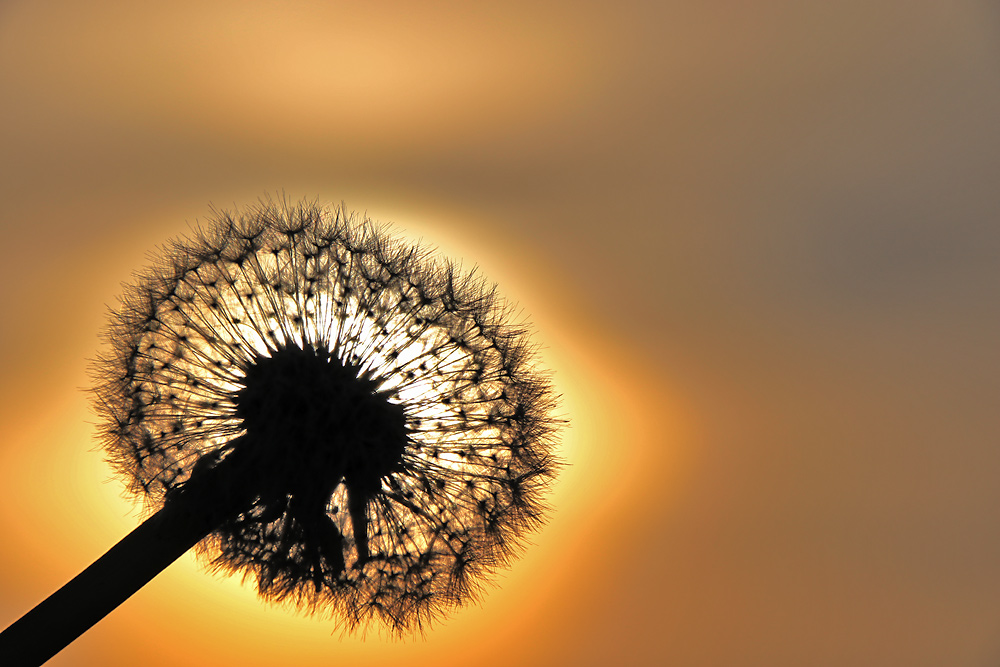 Pusteblume am Abend im Gegenlicht