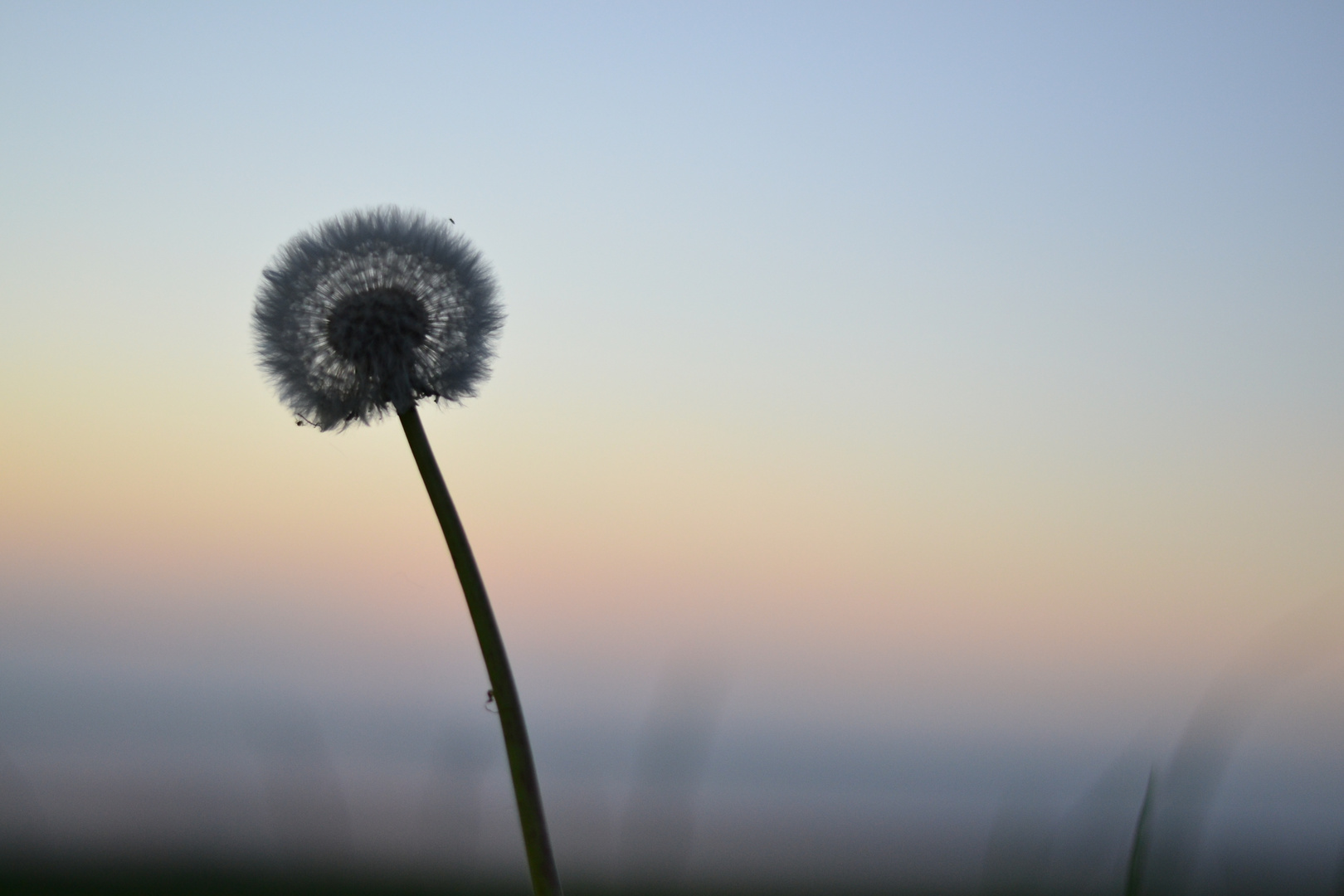 Pusteblume am Deich