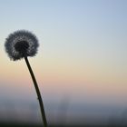 Pusteblume am Deich