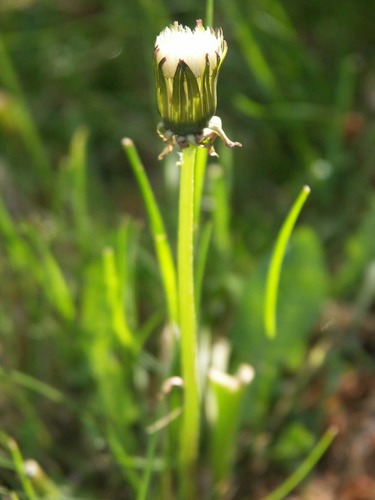 Pusteblume am Ende des Tages