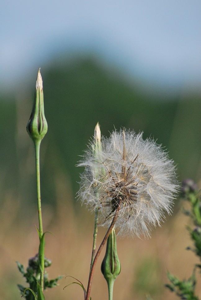 Pusteblume am Feldrand