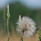 Pusteblume am Feldrand