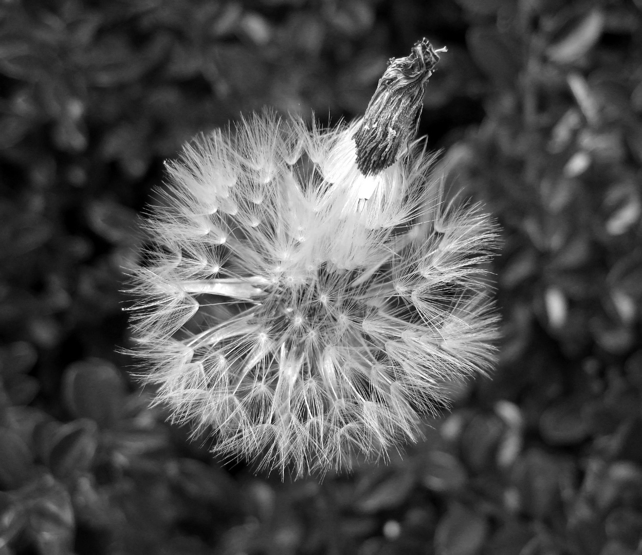 Pusteblume am Freitag