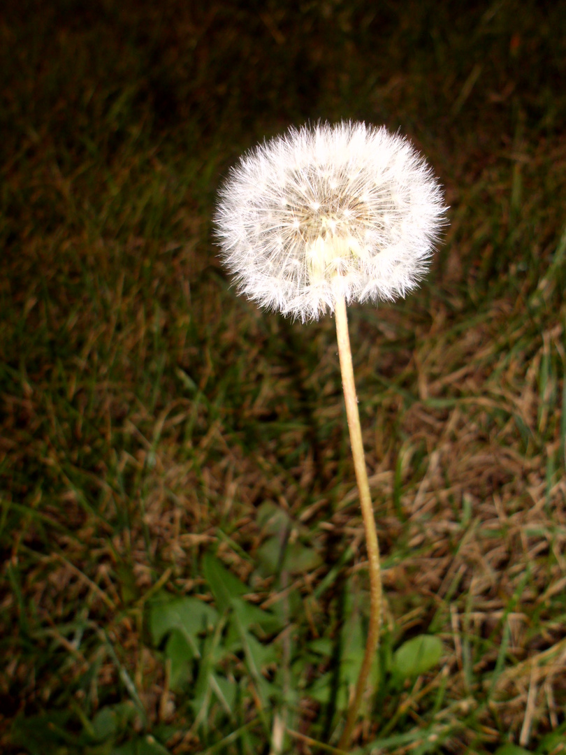 Pusteblume am frühen Morgen