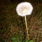 Pusteblume am frühen Morgen