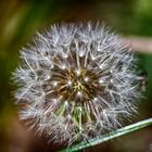 Pusteblume am Horster See