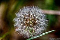 Pusteblume am Horster See