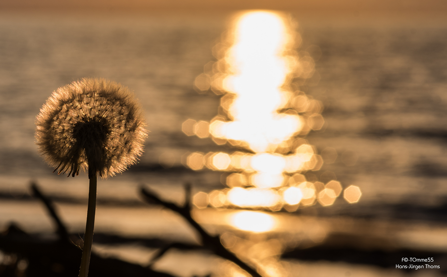 Pusteblume am Meer