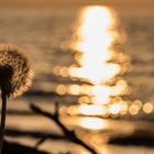 Pusteblume am Meer