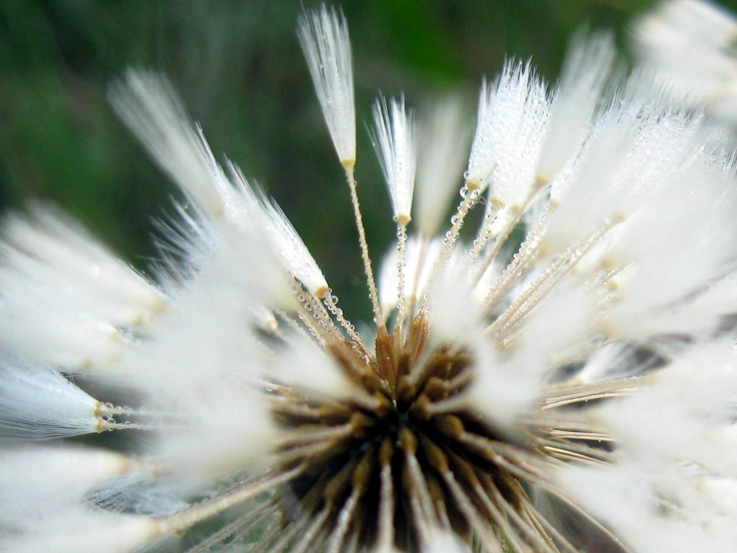 Pusteblume am Morgen