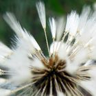 Pusteblume am Morgen