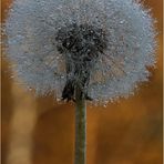 Pusteblume am Morgen