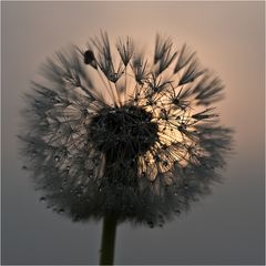 Pusteblume am Morgen - Vertreibt Kummer und Sorgen