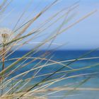 Pusteblume am Strand