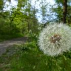 Pusteblume am Wegesrand