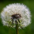 Pusteblume am Wegesrand