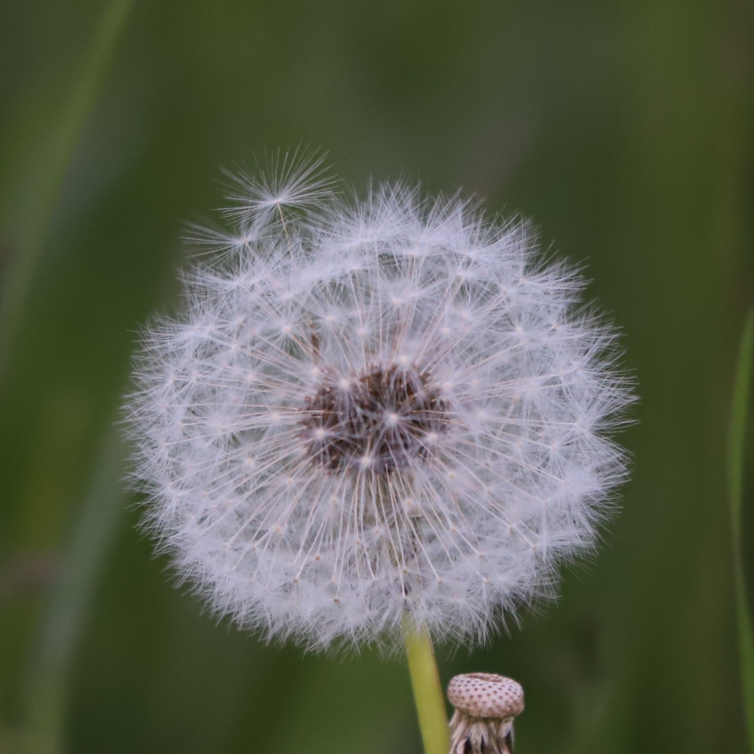 Pusteblume am Wegesrand ....