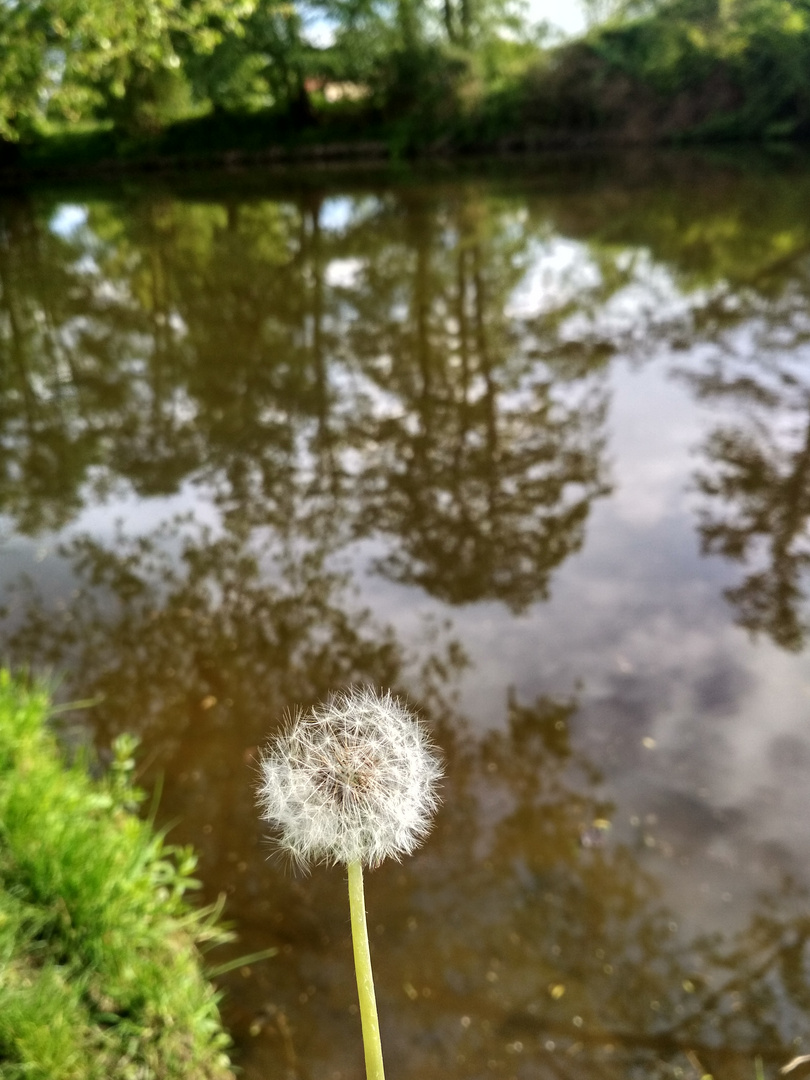 Pusteblume an der Lahn 