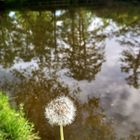 Pusteblume an der Lahn 