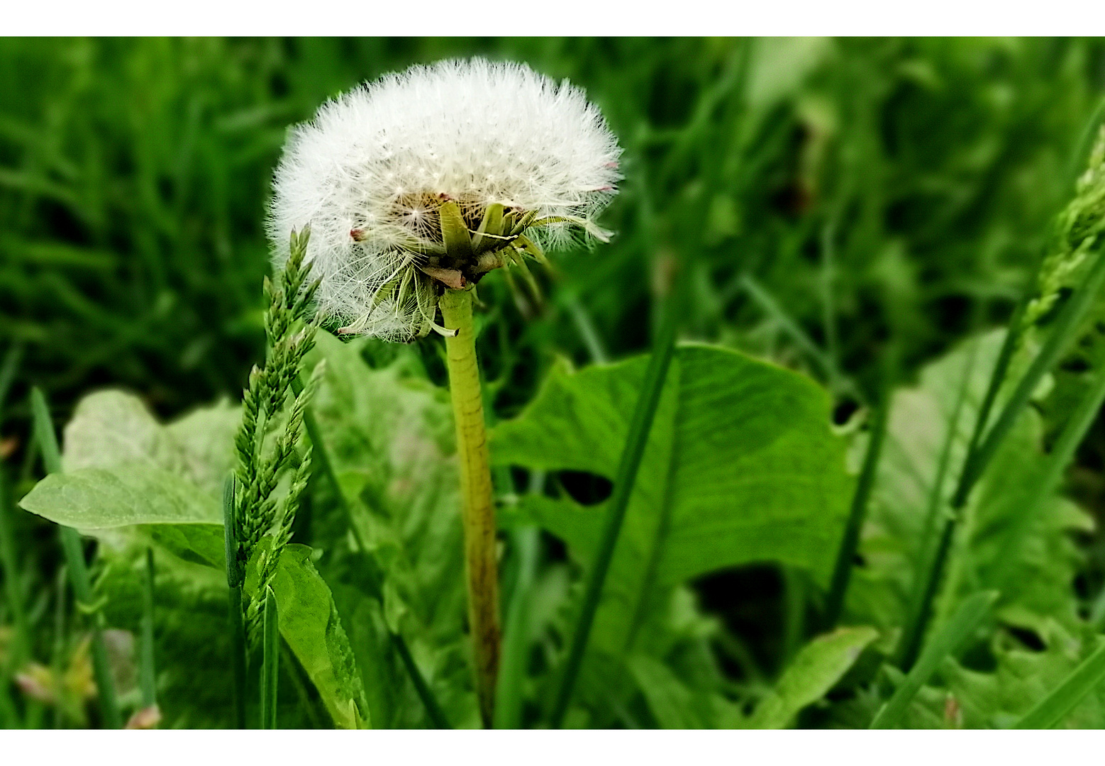 Pusteblume an meinem Spazierweg