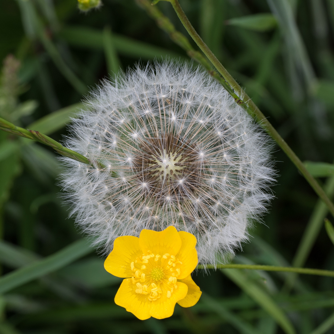 Pusteblume and Friend