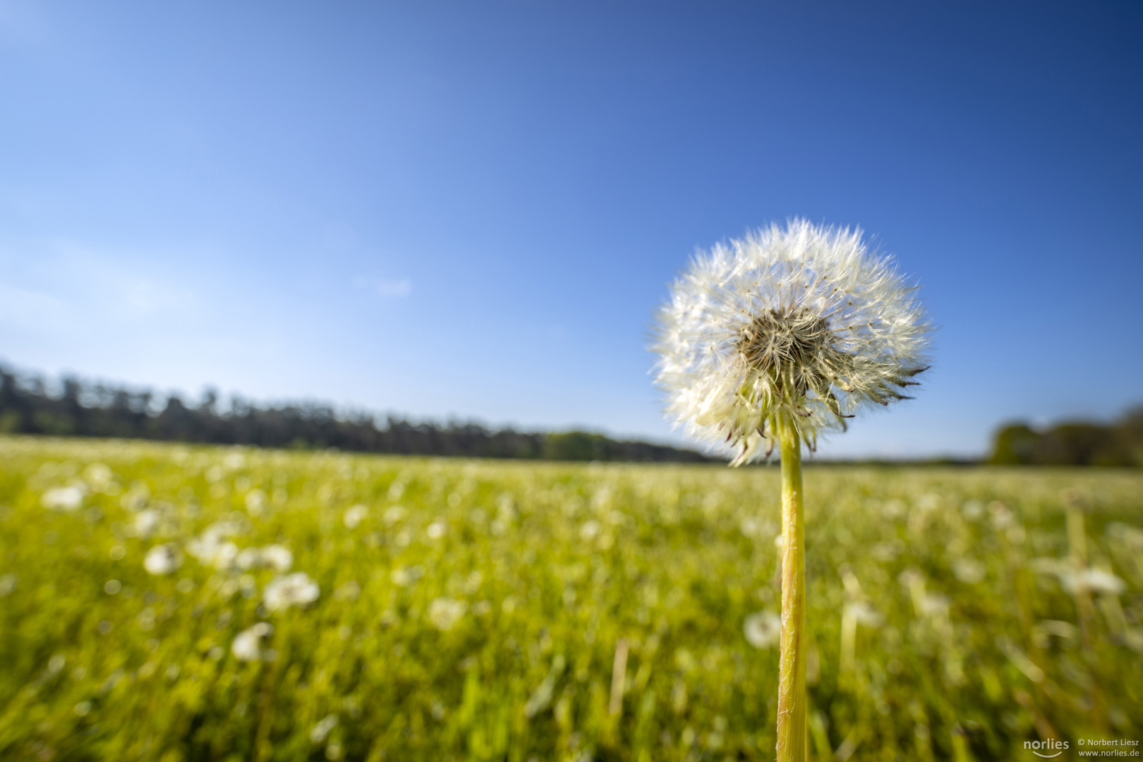 Pusteblume auf dem Feld Foto & Bild landschaft, augsburg, blue Bilder
