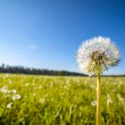 Pusteblume auf dem Feld