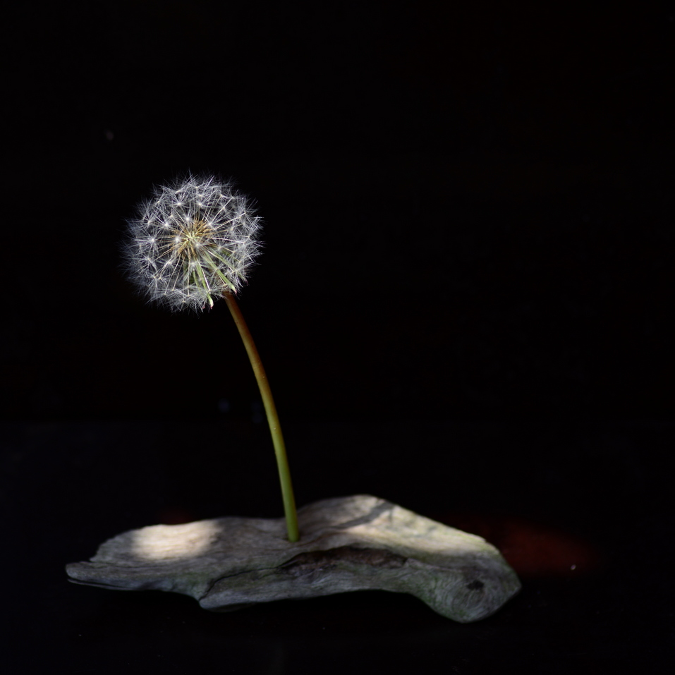 "Pusteblume auf dem Holzweg"