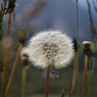 Pusteblume auf der Seceda Alm