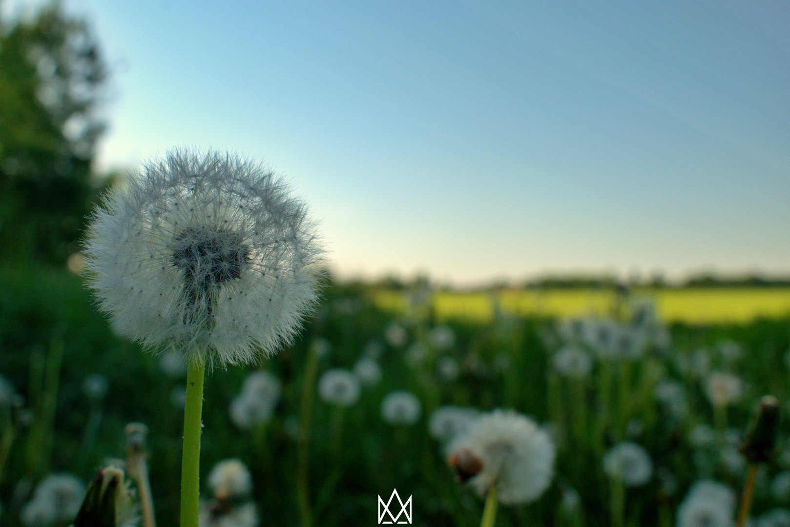 Pusteblume auf einen feld von Pusteblumen 