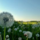 Pusteblume auf einen feld von Pusteblumen 