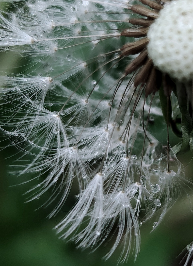 Pusteblume auf Fangtour Morgentau 