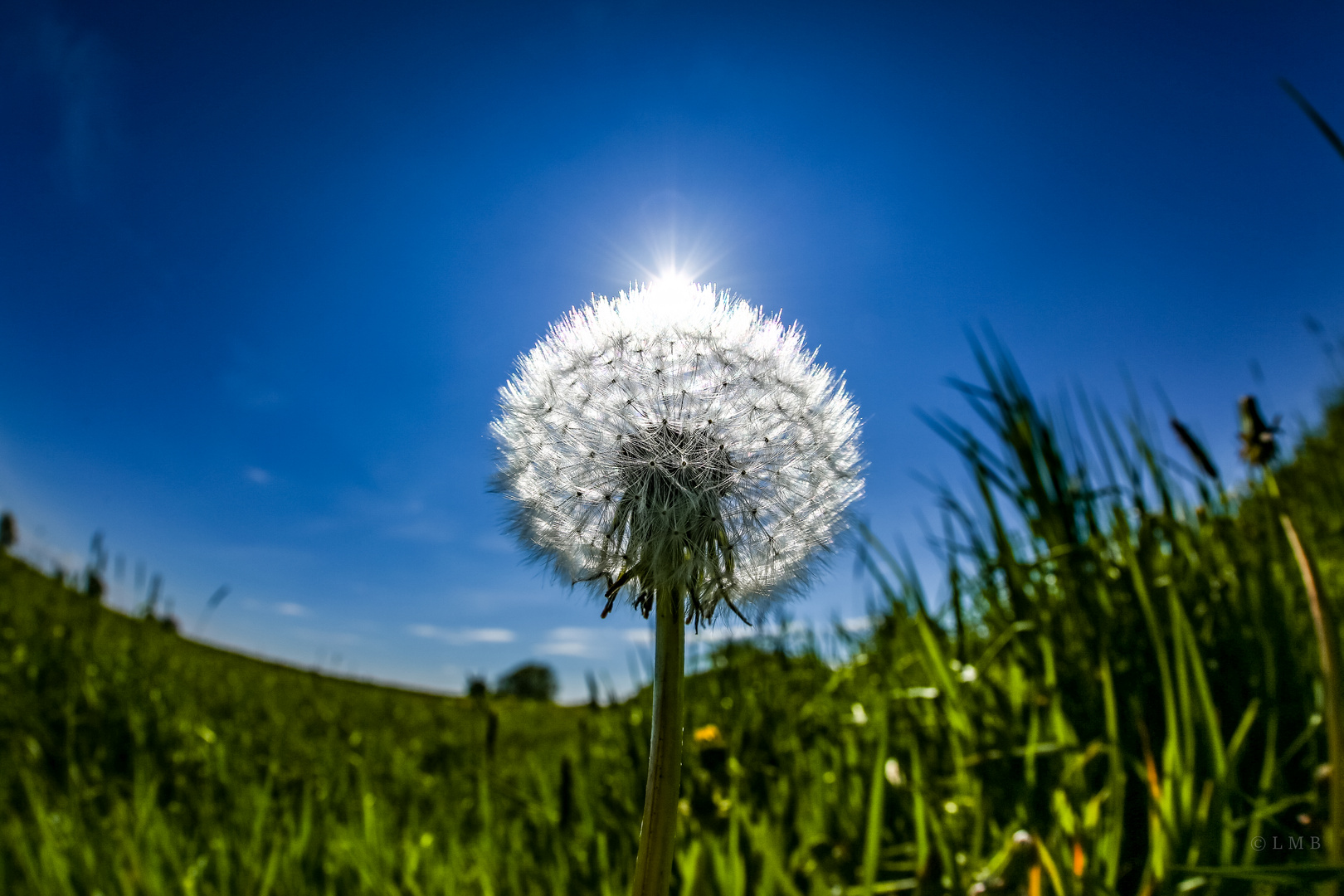 Pusteblume aus der Mausperspektive