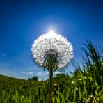 Pusteblume aus der Mausperspektive