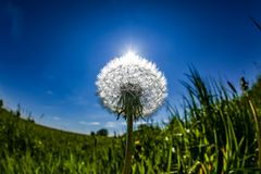 Pusteblume aus der Mausperspektive