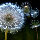 Pusteblume aus Glas