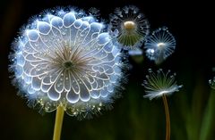 Pusteblume aus Glas