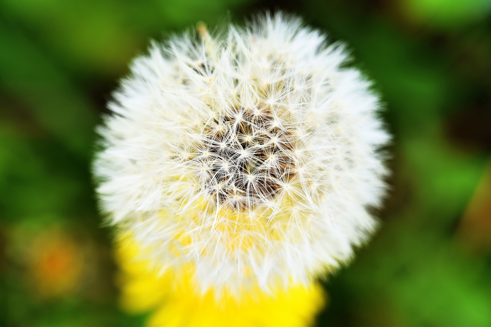 Pusteblume aus Thüringen