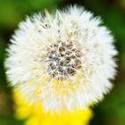 Pusteblume aus Thüringen