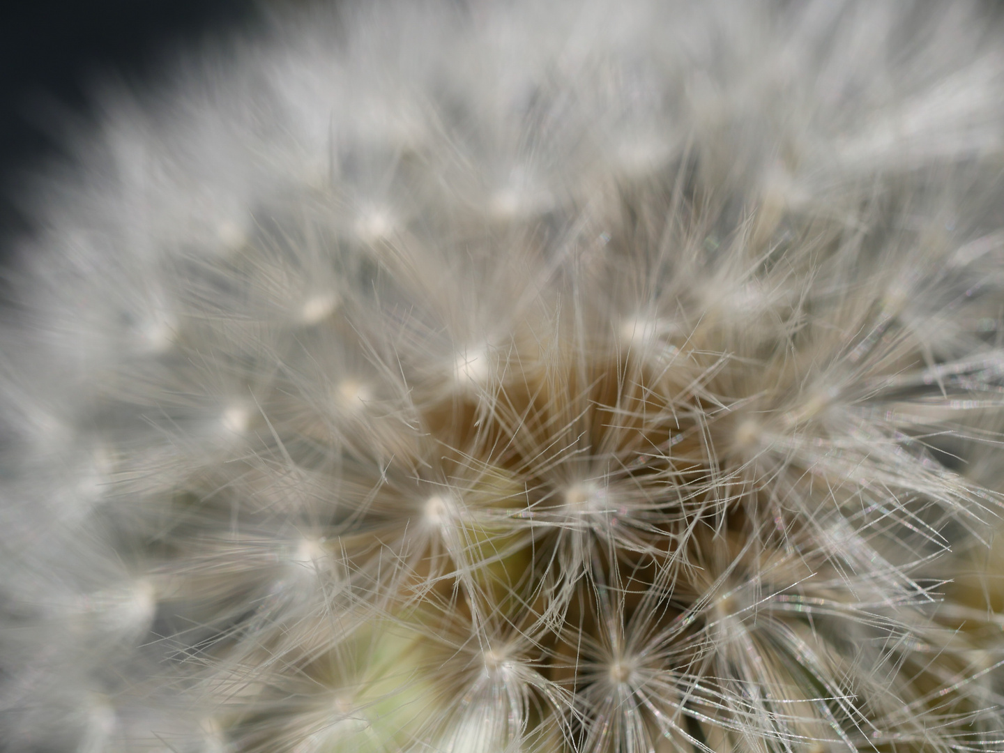 Pusteblume