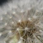 Pusteblume