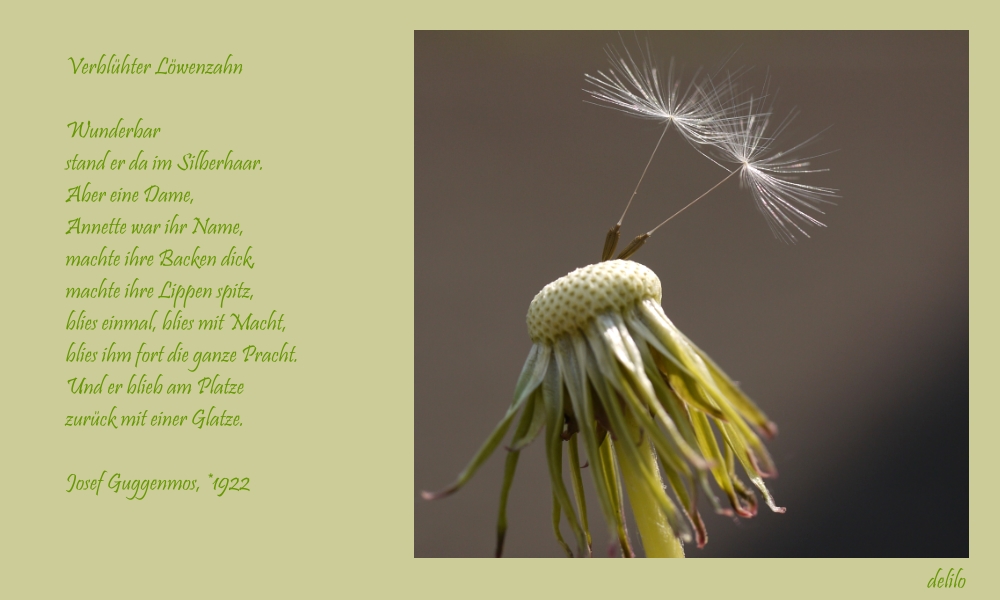 Pusteblume Foto & Bild pflanzen, pilze & flechten, blüten