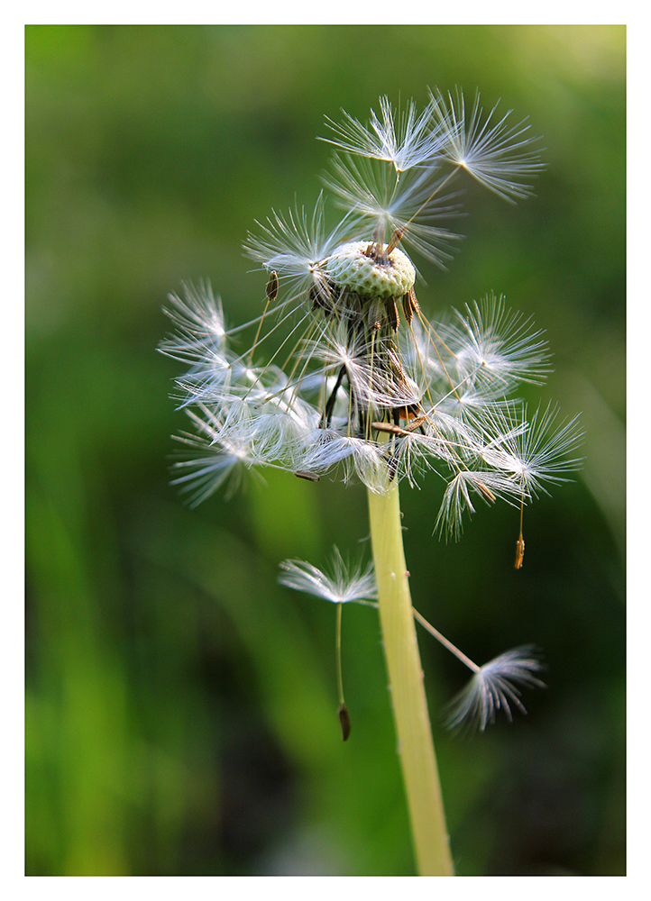 PusteBlume