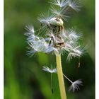 PusteBlume