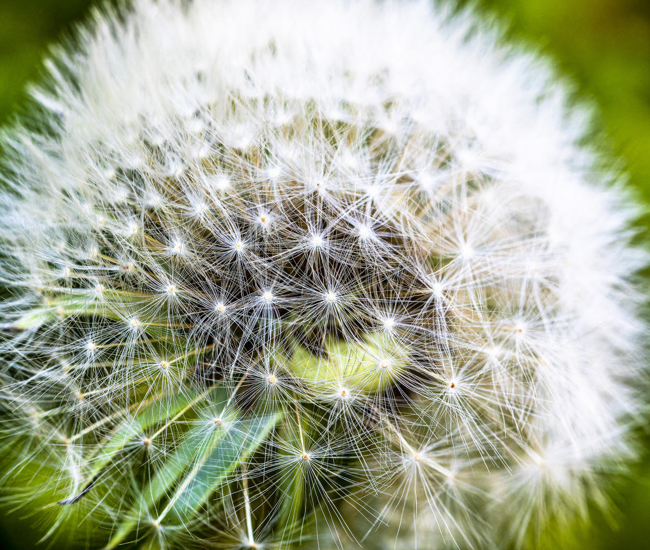 Pusteblume