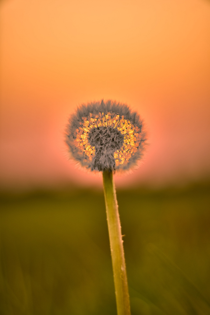 Pusteblume 