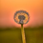 Pusteblume 