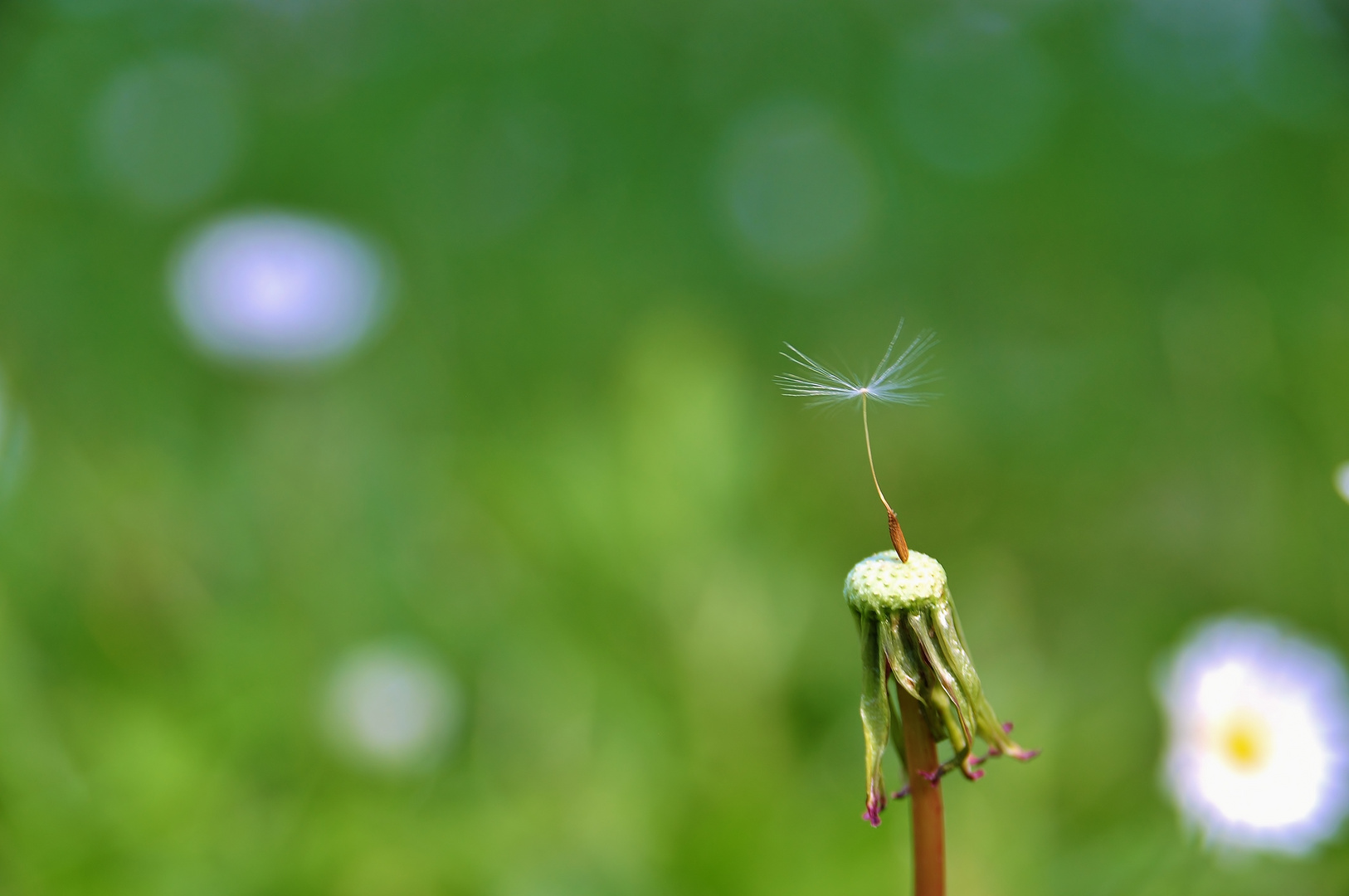 Pusteblume