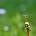 Pusteblume